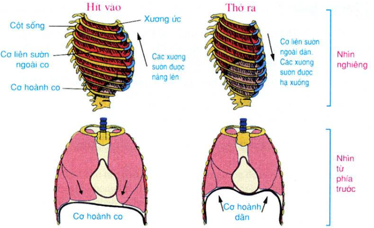 Hình 21.1 Sự thay đổi thể tích lồng ngực và phổi theo chiều thở ra hít vào