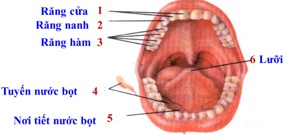 Hình 25.1 Cấu tạo khoang miệng