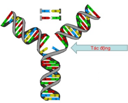 Hình 21.2 Sự nhân đôi của ADN