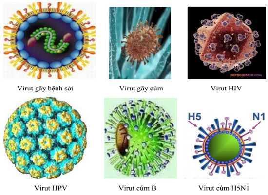 Một số loại virut 