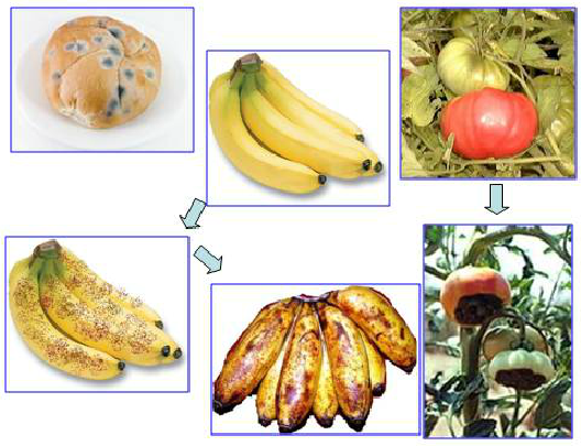 Hình 23.1 Vi sinh vật phân giải chất hữu cơ trên thực phẩm