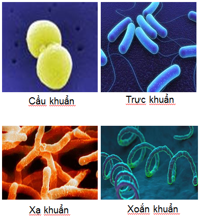 Các loại vi sinh vật nhân sơ