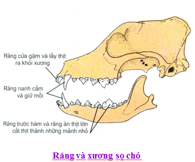Cấu tạo Răng và xương sọ của chó