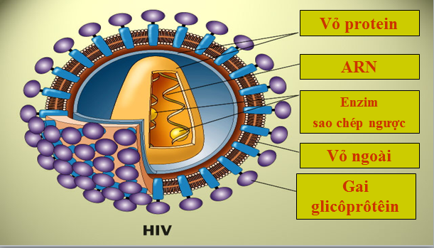 Cấu tạo của virut HIV
