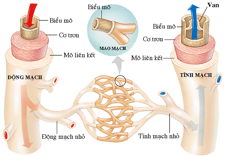 Cấu trúc của hệ mạch