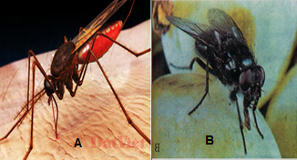 Muỗi và ruồi