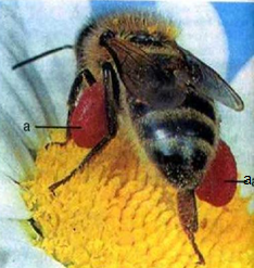 Ong mật đang thụ phấn