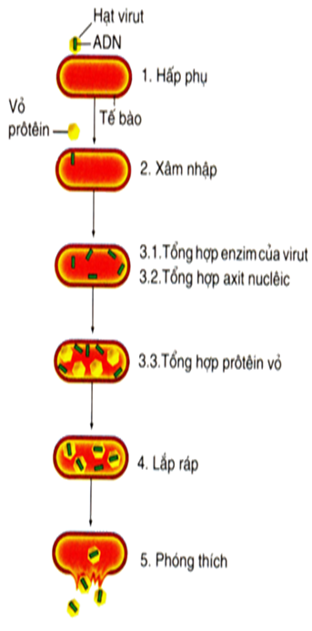 Sự nhân lên của virut trong tế bào chủ