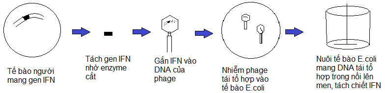 Quy trình sản xuất IFN
