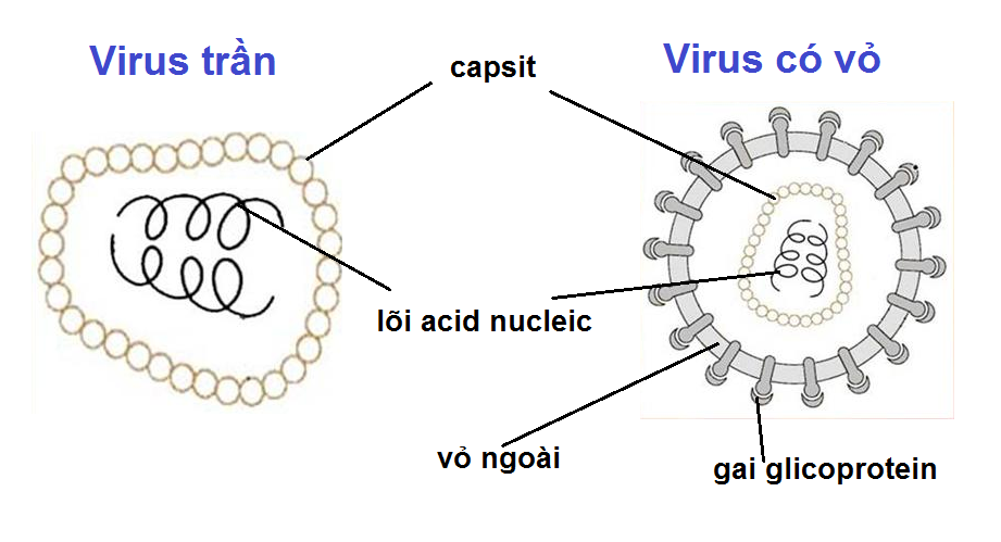 Cấu tạo virut