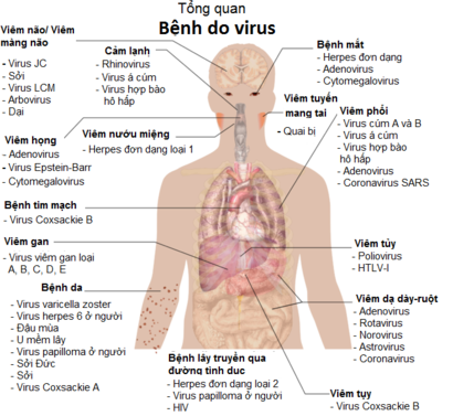Tổng quan bệnh do virut gây ra