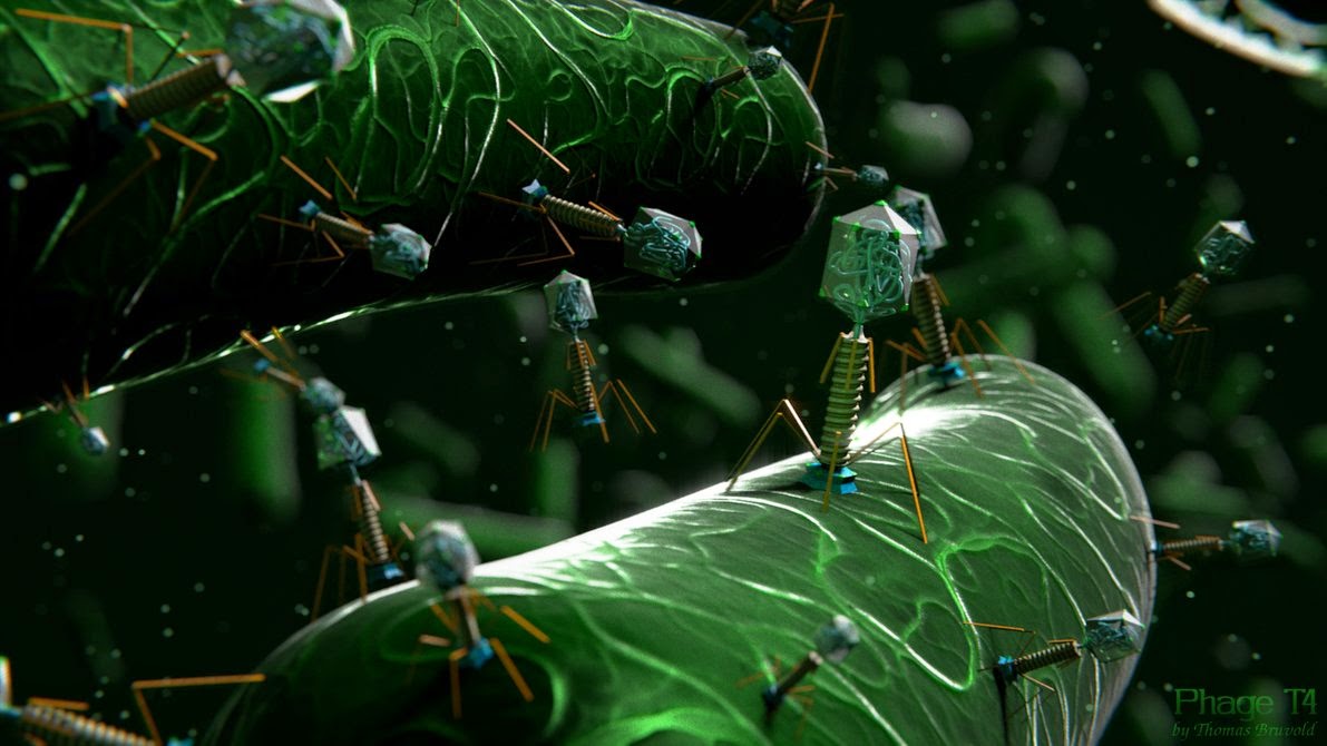 Phage T4 kí sinh trong vi sinh vật