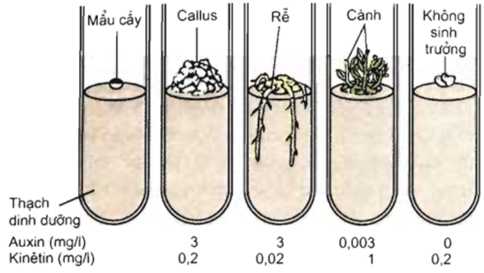 Ảnh hưởng của Kitenin đến sự hình thành chồi ở mô callus (xitokinin được dùng trong nuôi cấy tế bào mô thực vật)