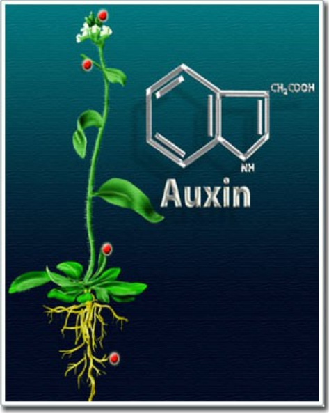 Hoocmôn kích thích Auxin trong thực vật