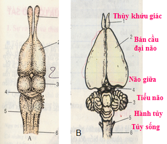 Sơ đồ cấu tạo não của thằn lằn và thỏ