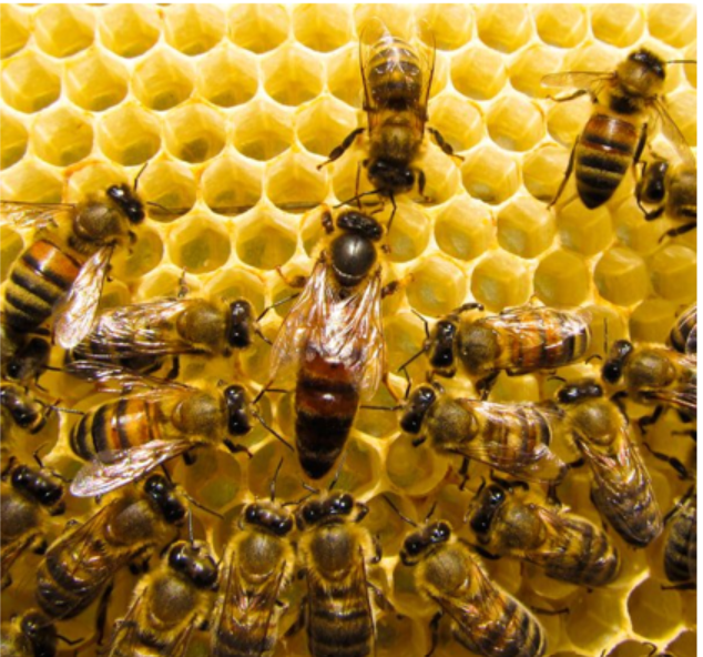 Tập tính xã hội ở ong