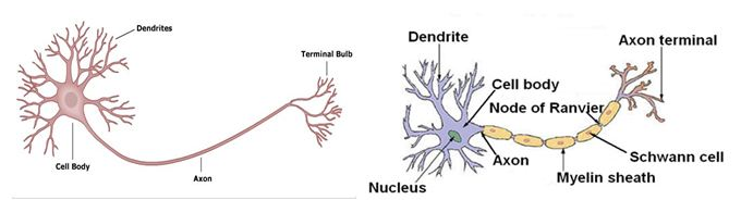 Tế bào thần kinh không có bao mielin và có bao melin