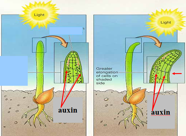 Vai trò của auxin đến hướng động