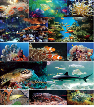 Các loại sinh vật dưới nước