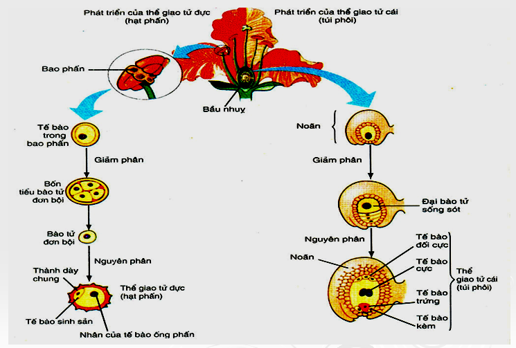 Quá trình hình thành hạt phấn và túi phôi