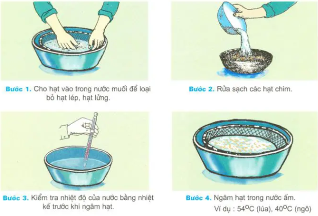Phương pháp xử lí hạt bằng nước ấm