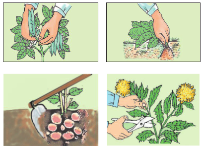 Một số phương pháp thu hoạch
