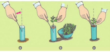 Quy trình cấy cây con vào bầu đất