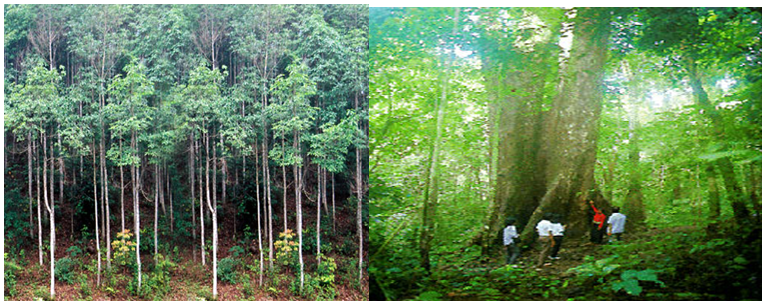 Phục hồi rừng sau khai thác