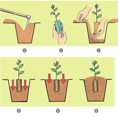 Quy trình trồng cây con có bầu
