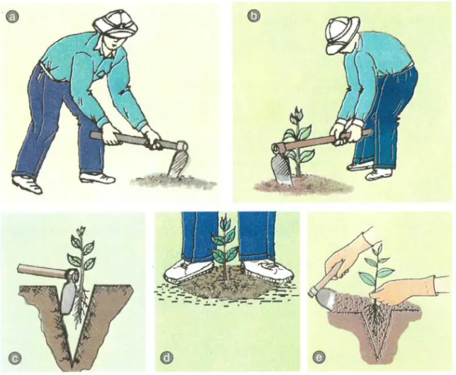 Quy trình trồng cây con rễ trần