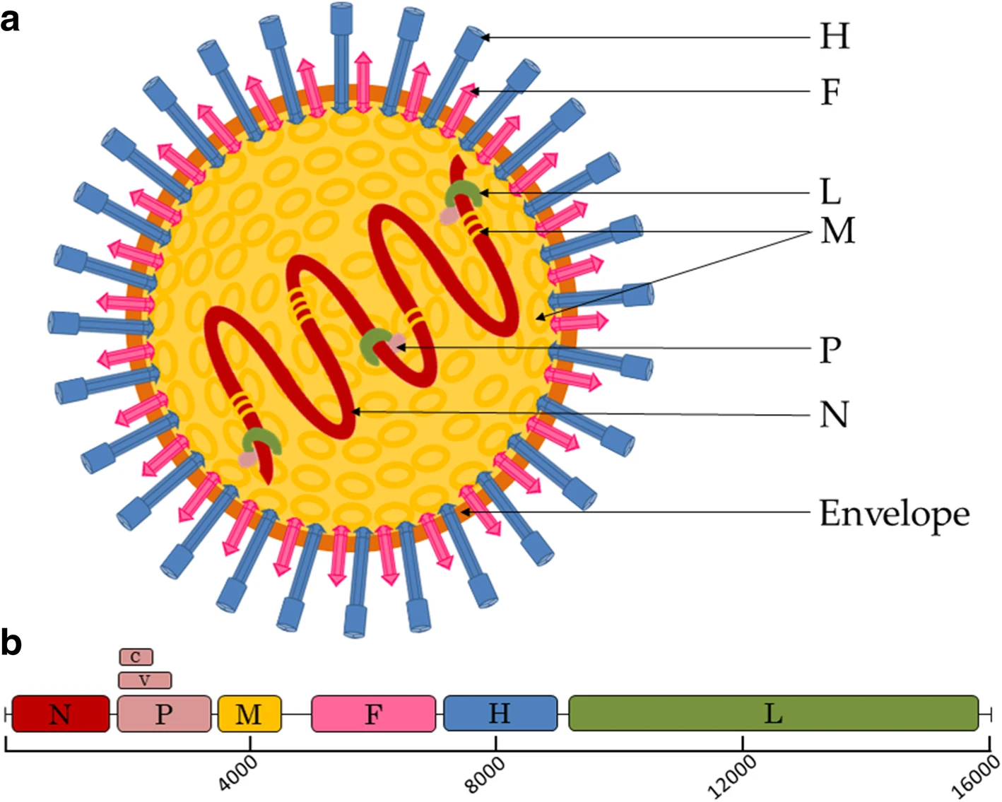 Virus Paramyxovirus