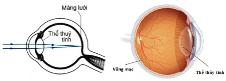 Cấu tạo của mắt về mặt quang học