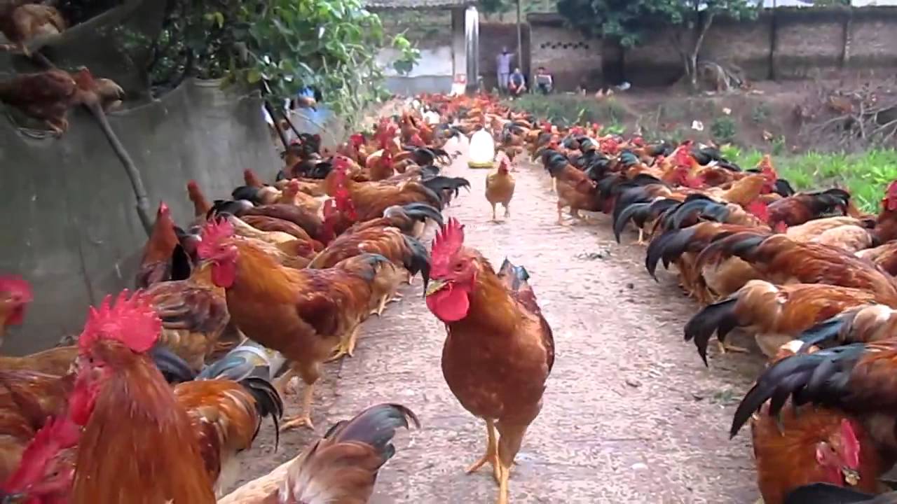 Chăn nuôi gà kết hợp làm vườn