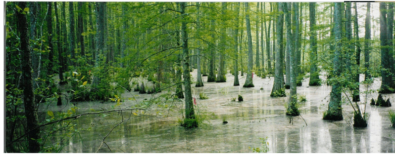 Ảnh 2: Rừng ngập mặn ở hạ lưu sông Mit-xi-xi-pi (nguồn Internet)