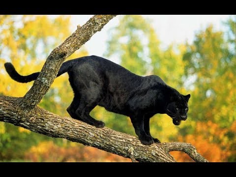 Động vật ưa tối: Báo đen săn mồi vào ban đêm, mắt có khả năng nhìn trong bóng tối