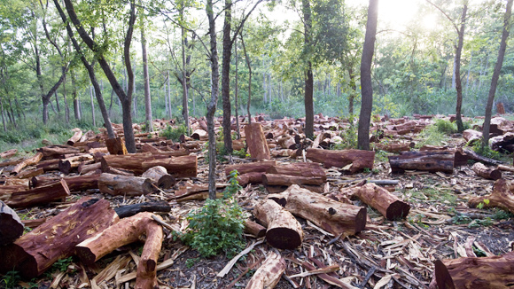 Nạn chặt phá rừng
