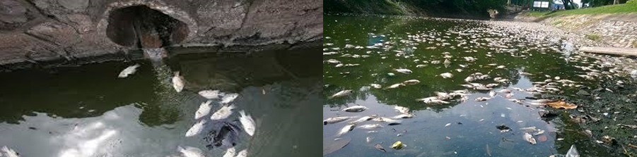 Ô nhiễm môi trường ảnh hưởng đến môi trường sống của thủy sản