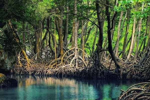 Hệ sinh thái rừng ngập mặn
