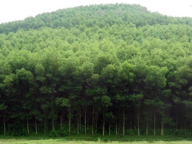 Rừng cây có vai trò điều hòa khí hậu và góp phần ngăn chặn nạn sạt lở, xói mòn...