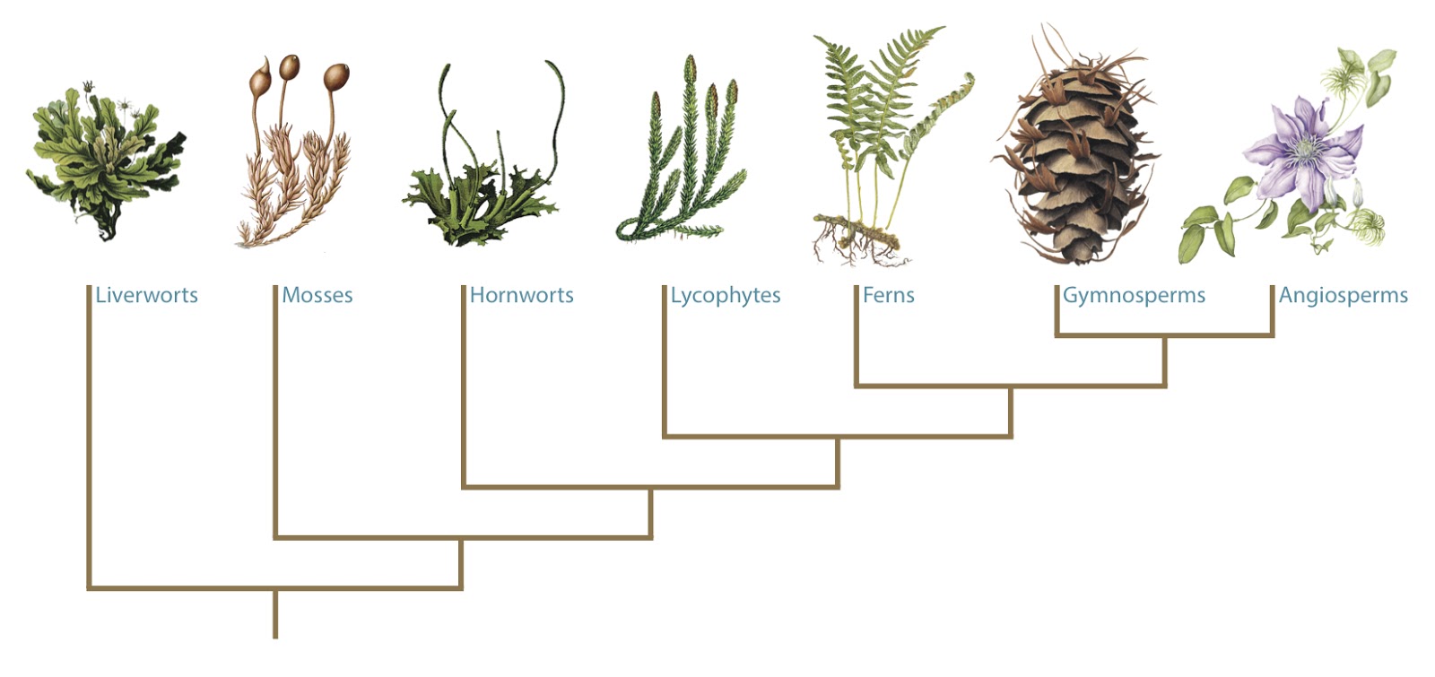Quá trình tiến hóa ở thực vật