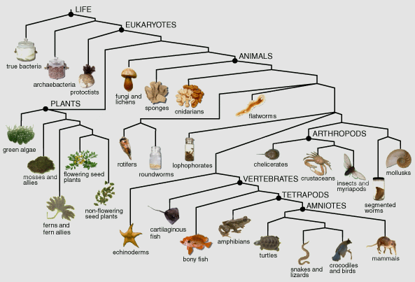 Tiến hóa của thực vật và động vật