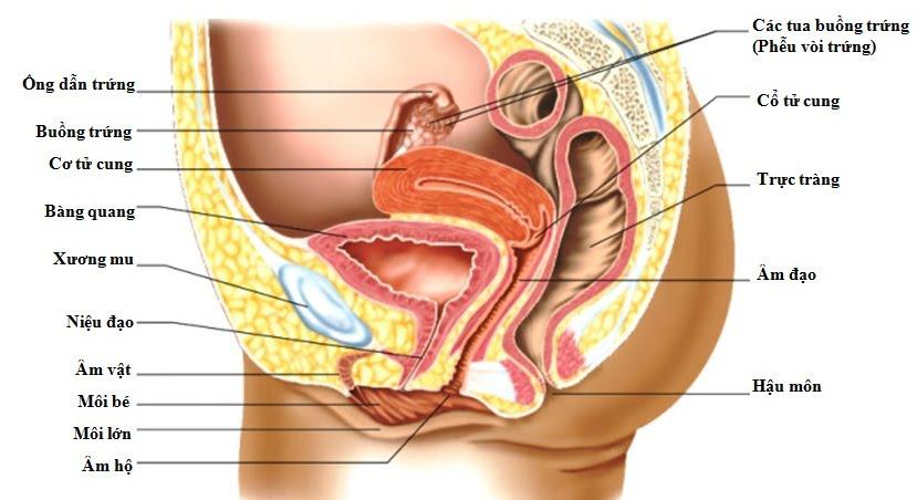 Các bộ phận của cơ quan sinh dục nữ