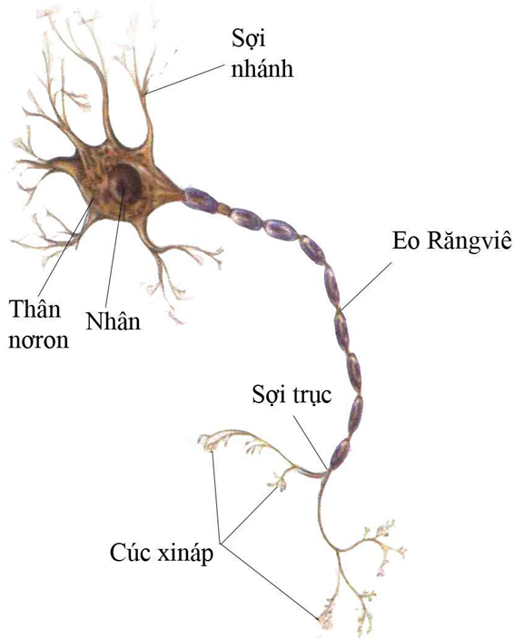Tế bào Nơron thần kinh