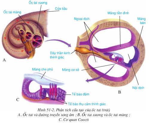 Phân tích cấu tạo ốc tai