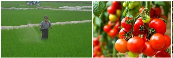 Hạn chế sử dụng thuốc bảo vệ thực vật như hình 1 và thực phẩm sạch cà chua từ mô hình Việt Gap