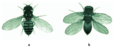 Thí nghiệm thực nghiệm về tiến hóa lớn ở ruồi giấm