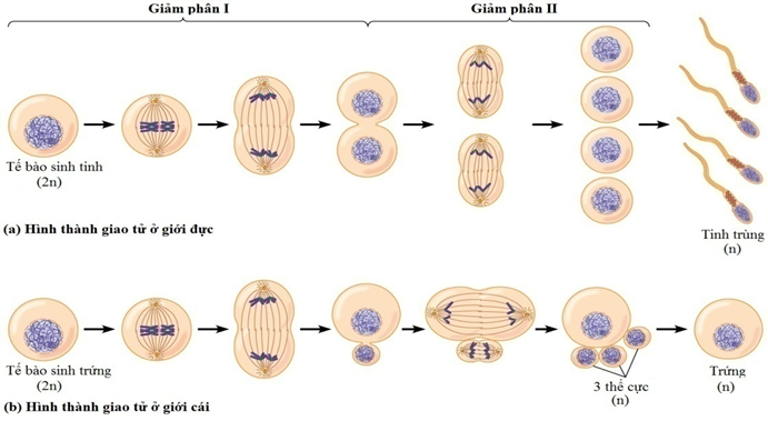 Quá trình hình thành giảm phân ở tế bào sinh dục
