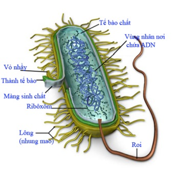 Sơ đồ cấu trúc tế bào vi khuẩn và chú thích