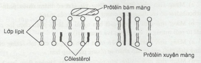 sơ đồ cấu trúc màng sinh chất