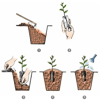Quy trình trồng cây